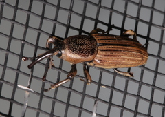 Cosmopolites sordidus