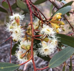 Eucalyptus calycogona