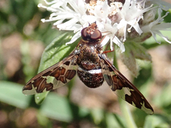 Exoprosopa caliptera