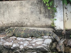Varanus salvator