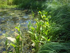Sagittaria platyphylla