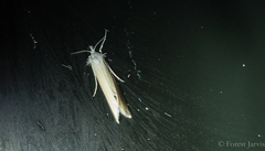 Scirpophaga
