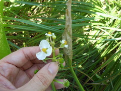 Sagittaria platyphylla