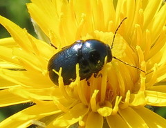 Cryptocephalus violaceus