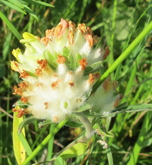 Anthyllis vulneraria polyphylla