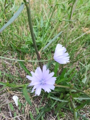 Cichorium intybus