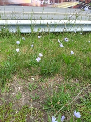 Cichorium intybus
