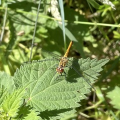 Sympetrum sanguineum
