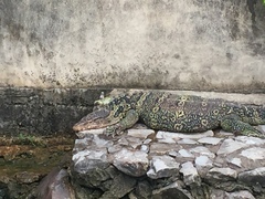 Varanus salvator