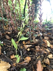 Epipactis bugacensis rhodanensis