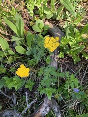 Pseudocymopterus