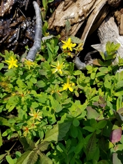 Hypericum ellipticum
