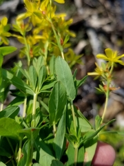 Hypericum ellipticum