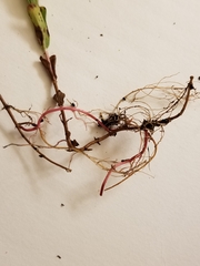 Hypericum ellipticum