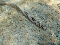 Baseodiscus quinquelineatus