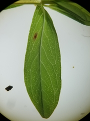 Hypericum ellipticum