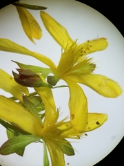 Hypericum ellipticum