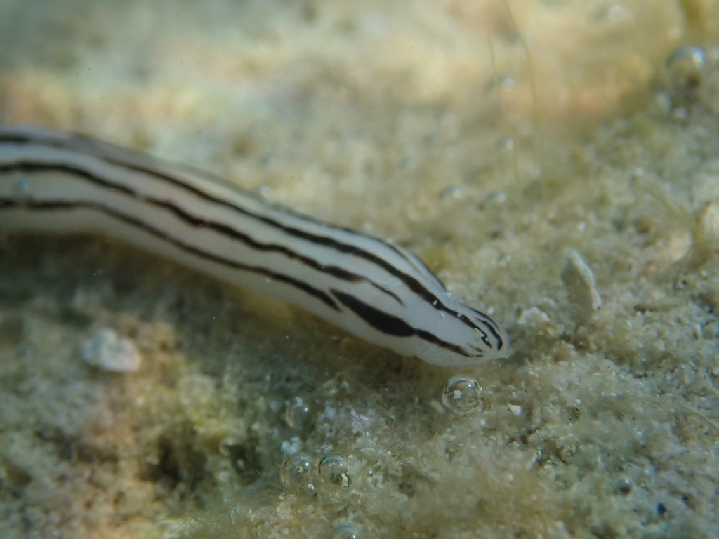 Baseodiscus quinquelineatus