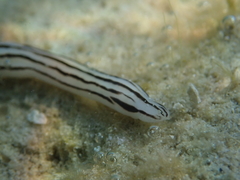 Baseodiscus quinquelineatus