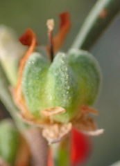 Hermannia diversistipula diversistipula