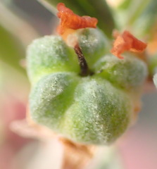 Hermannia diversistipula diversistipula