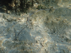 Baseodiscus quinquelineatus