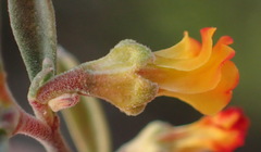 Hermannia diversistipula diversistipula