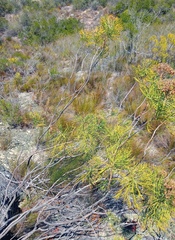 Hymenolepis