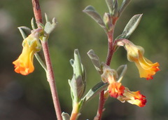 Hermannia diversistipula diversistipula