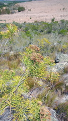 Hymenolepis
