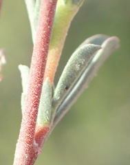 Hermannia diversistipula diversistipula