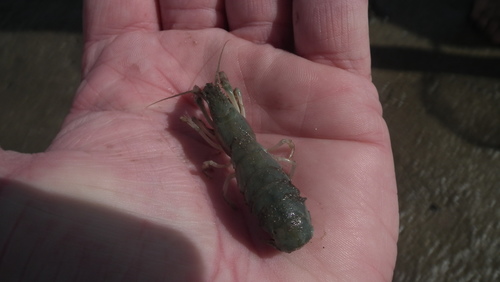 Upogebia africana