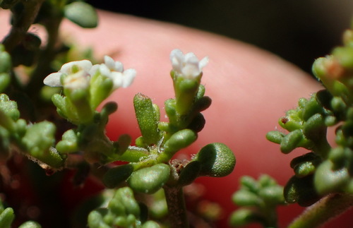 Image of Phyllopodium dolomiticum by (c) Nicola van Berkel, some rights reserved (CC BY-SA)