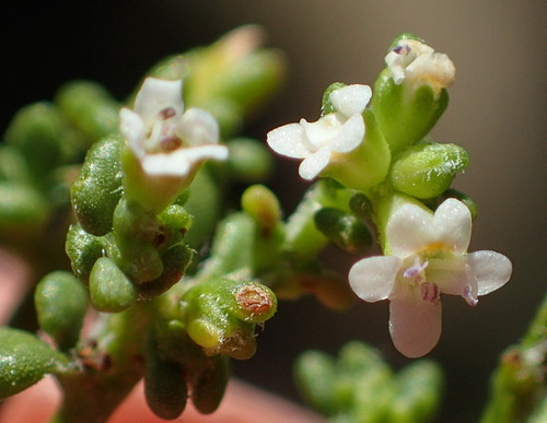 Image of Phyllopodium dolomiticum by (c) Nicola van Berkel, some rights reserved (CC BY-SA)