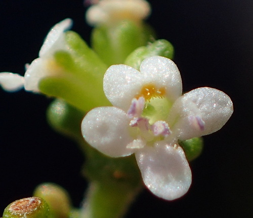 Cango Valley Capewort (Phyllopodium dolomiticum)