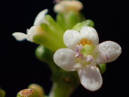 Image of Phyllopodium dolomiticum by (c) Nicola van Berkel, some rights reserved (CC BY-SA)