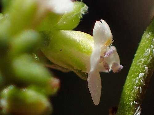 Image of Phyllopodium dolomiticum by (c) Nicola van Berkel, some rights reserved (CC BY-SA)