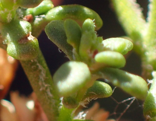 Image of Phyllopodium dolomiticum by (c) Nicola van Berkel, some rights reserved (CC BY-SA)