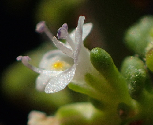 Image of Phyllopodium dolomiticum by (c) Nicola van Berkel, some rights reserved (CC BY-SA)