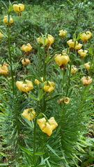 Lilium pyrenaicum