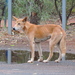 Canis familiaris dingo - Photo (c) smilelynaomi,  זכויות יוצרים חלקיות (CC BY-NC), uploaded by smilelynaomi