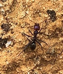 Iridomyrmex purpureus