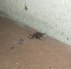 Steatoda grossa