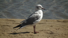 Chroicocephalus cirrocephalus poiocephalus
