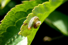 Macrophya albicincta