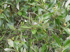 Avicennia alba