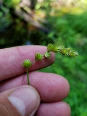 Carex projecta