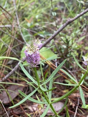 Polygala cruciata