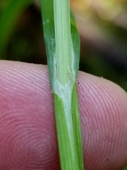 Carex projecta