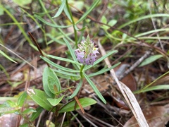 Polygala cruciata
